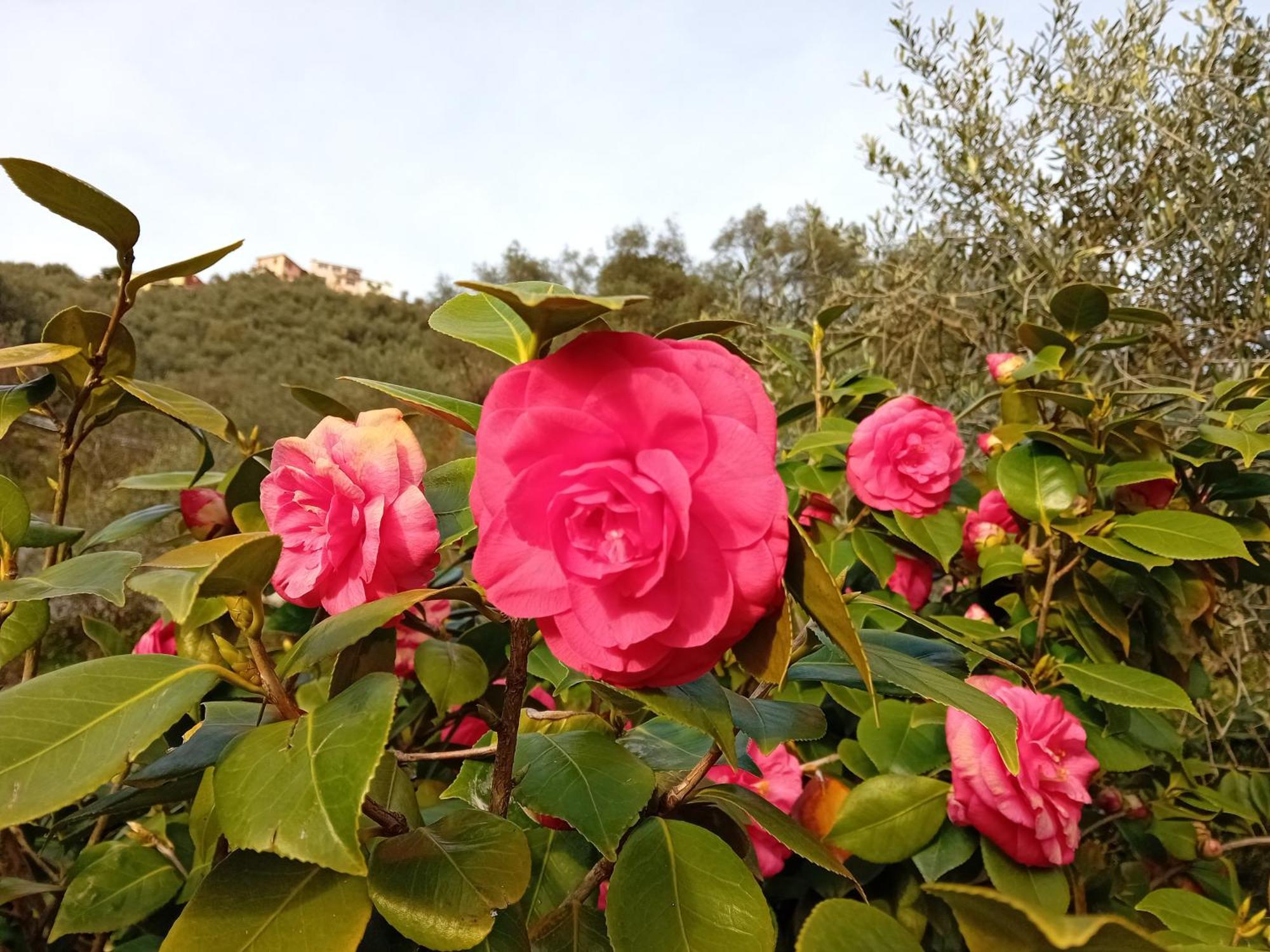 B&B Vignola Леванто Екстер'єр фото